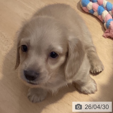 ペットプラス 天童店 | ミニチュア・ダックスフンドの詳細情報 | 子犬