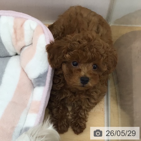 青森県のトイプードル(トイ) (ペットプラス 青森浜田店/2026年2月27日生まれ/男の子/レッド)の子犬の4枚目の画像
