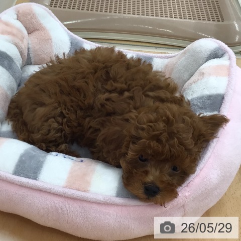 青森県のトイプードル(トイ) (ペットプラス 青森浜田店/2026年2月27日生まれ/男の子/レッド)の子犬の3枚目の画像