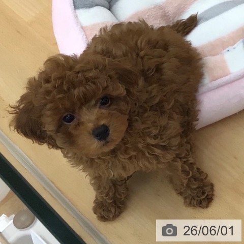 青森県のトイプードル(トイ) (ペットプラス 青森浜田店/2026年2月27日生まれ/男の子/レッド)の子犬の4枚目の画像