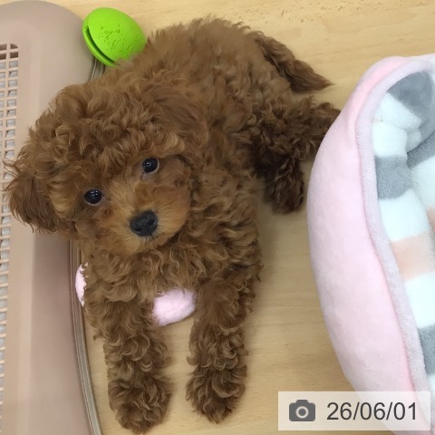 青森県のトイプードル(トイ) (ペットプラス 青森浜田店/2026年2月27日生まれ/男の子/レッド)の子犬の3枚目の画像