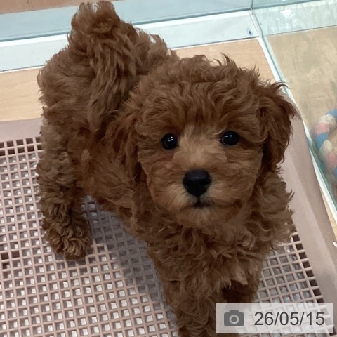 神奈川県のトイプードル(トイ) (ペットプラス 海老名店/2026年2月27日生まれ/男の子/レッド)の子犬の3枚目の画像