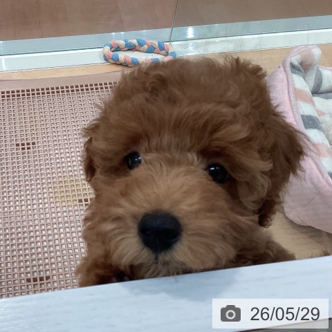神奈川県のトイプードル(トイ) (ペットプラス 海老名店/2026年2月27日生まれ/男の子/レッド)の子犬の4枚目の画像