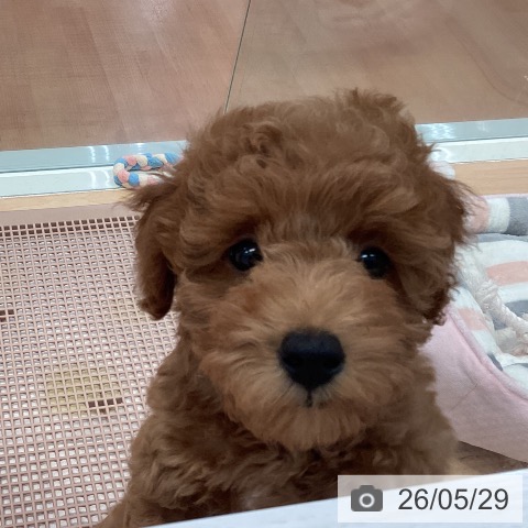 神奈川県のトイプードル(トイ) (ペットプラス 海老名店/2026年2月27日生まれ/男の子/レッド)の子犬の3枚目の画像