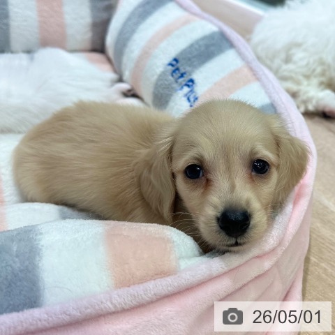 ミニチュア・ダックスフンドの写真