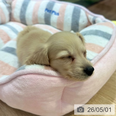 ミニチュア・ダックスフンドの写真