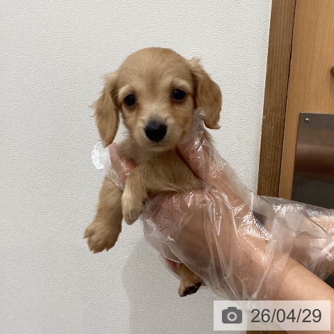 埼玉県のミニチュアダックスフンド(ロング) (ペットプラス ピオニウォーク東松山店/2026年2月28日生まれ/女の子/ゴールド)の子犬の4枚目の画像