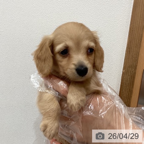 埼玉県のミニチュアダックスフンド(ロング) (ペットプラス ピオニウォーク東松山店/2026年2月28日生まれ/女の子/ゴールド)の子犬の3枚目の画像