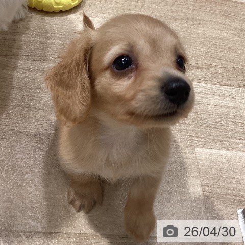 ミニチュア・ダックスフンドの写真