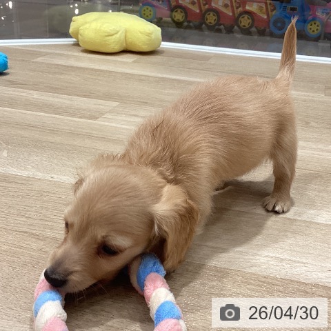 ミニチュア・ダックスフンドの写真