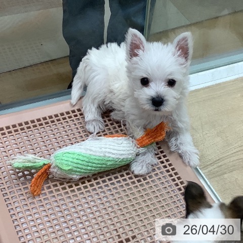 ウエスト・ハイランド・ホワイト・テリアの写真