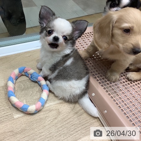 埼玉県のチワワ(ロング) (ペットプラス ららぽーと新三郷店/2026年2月28日生まれ/男の子/ホワイトフォーン)の子犬の4枚目の画像