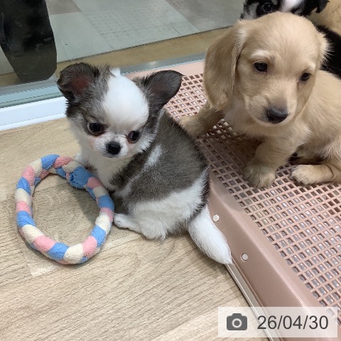 埼玉県のチワワ(ロング) (ペットプラス ららぽーと新三郷店/2026年2月28日生まれ/男の子/ホワイトフォーン)の子犬の3枚目の画像