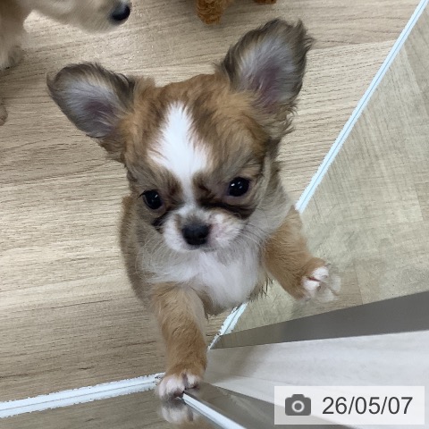 チワワの写真