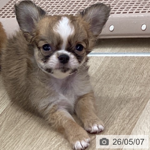 チワワの写真