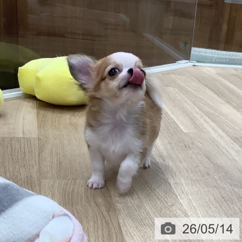 東京都のチワワ(ロング) (ペットプラス 日の出店/2026年2月28日生まれ/男の子/フォーンホワイト)の子犬の3枚目の画像