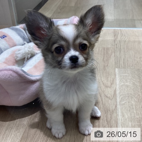 宮城県のチワワ(ロング) (ペットプラス 名取店/2026年2月28日生まれ/男の子/フォーンホワイト)の子犬の4枚目の画像