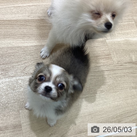 宮城県のチワワ(ロング) (ペットプラス 名取店/2026年2月28日生まれ/男の子/フォーンホワイト)の子犬の3枚目の画像