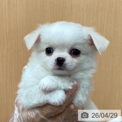 埼玉県のチワワ(ロング) (ペットプラス ピオニウォーク東松山店/2026年2月28日生まれ/男の子/ホワイトクリーム)の子犬の4枚目の画像