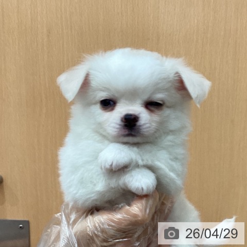 埼玉県のチワワ(ロング) (ペットプラス ピオニウォーク東松山店/2026年2月28日生まれ/男の子/ホワイトクリーム)の子犬の3枚目の画像