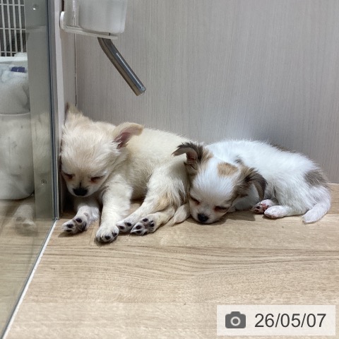長野県のチワワ(ロング) (ペットプラス 須坂店/2026年2月28日生まれ/女の子/ホワイトフォーン)の子犬の3枚目の画像