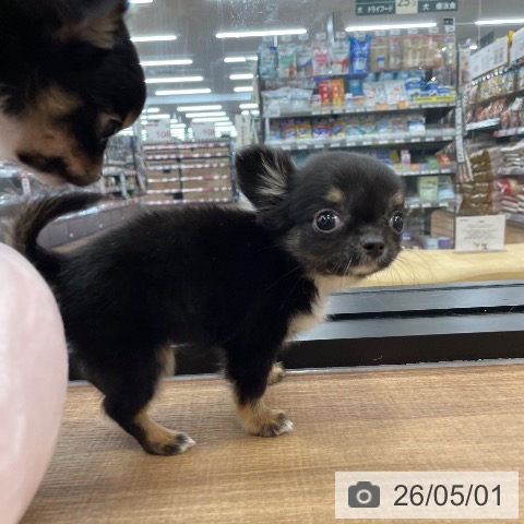 チワワの写真
