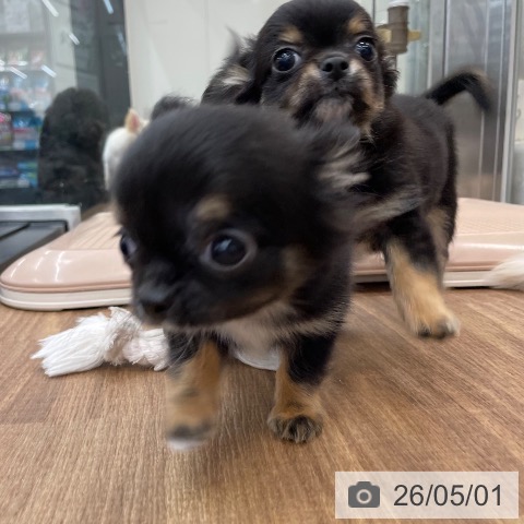 チワワの写真