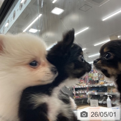 チワワの写真