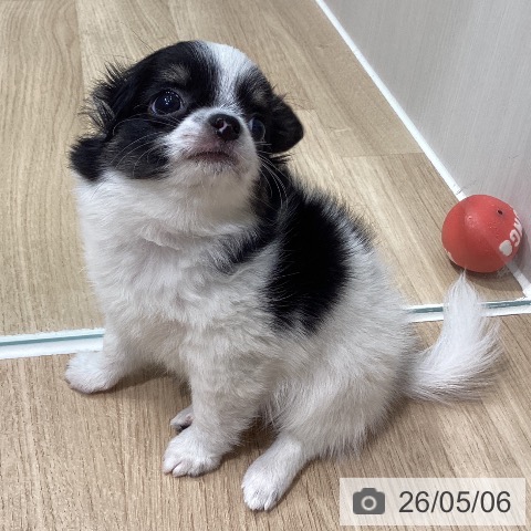 チワワの写真