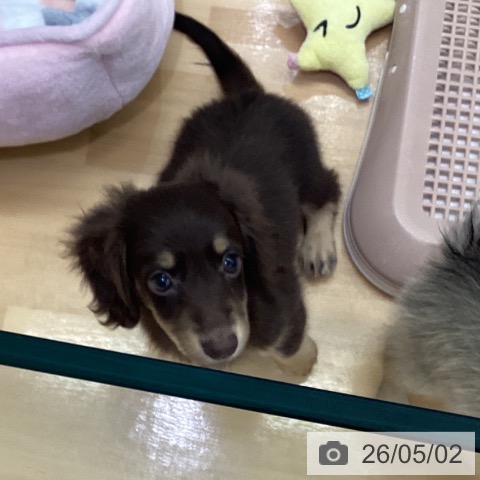 ミニチュア・ダックスフンドの写真