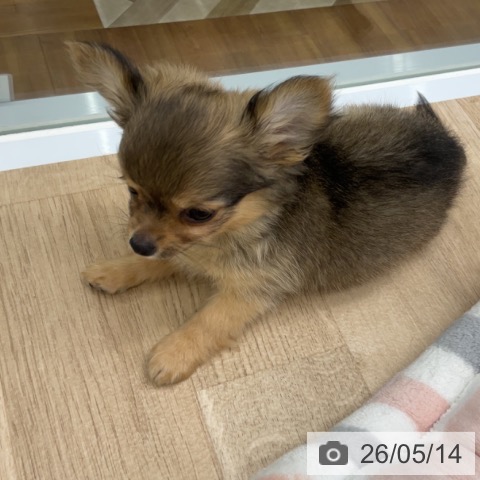 福島県のチワワ(ロング) (ペットプラス 福島店/2026年3月1日生まれ/男の子/セーブル)の子犬の4枚目の画像