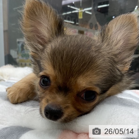 福島県のチワワ(ロング) (ペットプラス 福島店/2026年3月1日生まれ/男の子/セーブル)の子犬の3枚目の画像
