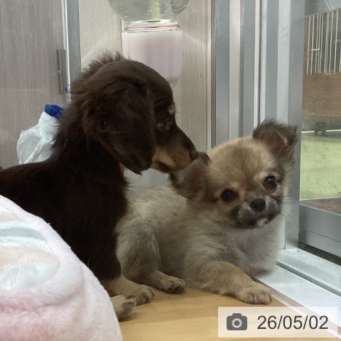 長野県のチワワ(ロング) (ペットプラス 松本店/2026年3月1日生まれ/女の子/セーブル)の子犬の4枚目の画像
