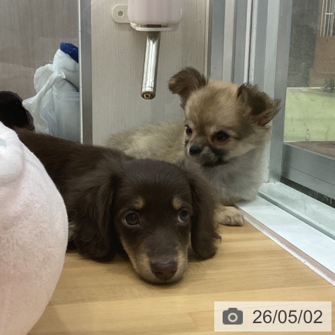 長野県のチワワ(ロング) (ペットプラス 松本店/2026年3月1日生まれ/女の子/セーブル)の子犬の3枚目の画像