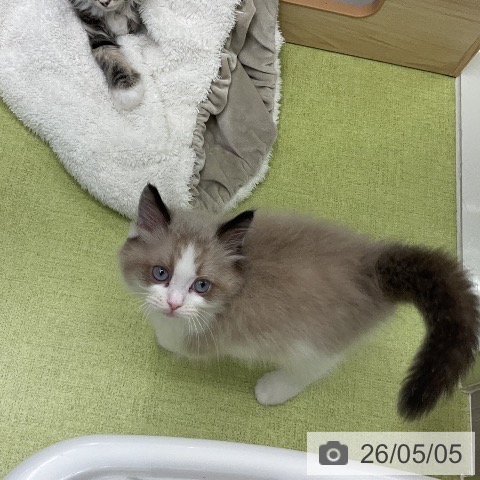 千葉県のラグドール (ペットプラス 成田店/2026年3月1日生まれ/男の子/シールポイントバイカラー)の子猫の3枚目の画像