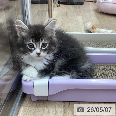 宮城県のサイベリアン (ペットプラス 名取店/2026年2月28日生まれ/男の子/ブルータビーホワイト)の子猫の4枚目の画像