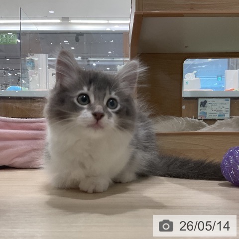 埼玉県のサイベリアン (ペットプラス 上尾店/2026年2月28日生まれ/女の子/ブルータビーホワイト)の子猫の3枚目の画像