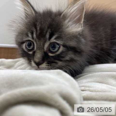 茨城県のサイベリアン (ペッツワン 阿見店/2026年2月28日生まれ/男の子/ブラウンタビー)の子猫の4枚目の画像