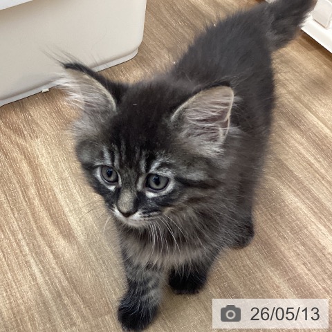 茨城県のサイベリアン (ペッツワン 阿見店/2026年2月28日生まれ/男の子/ブラウンタビー)の子猫の4枚目の画像