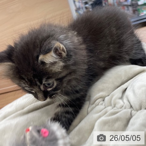 茨城県のサイベリアン (ペッツワン 阿見店/2026年2月28日生まれ/男の子/ブラウンタビー)の子猫の3枚目の画像
