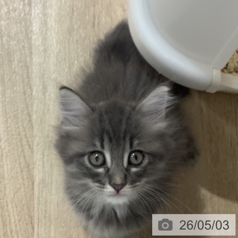 サイベリアンの写真