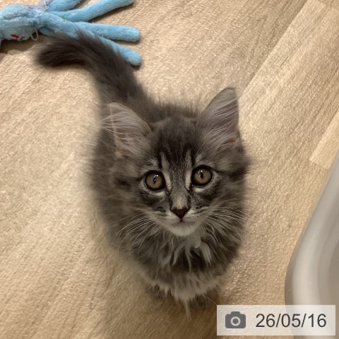 長野県のサイベリアン (ペットプラス 長野店/2026年2月28日生まれ/女の子/ブルータビー)の子猫の3枚目の画像
