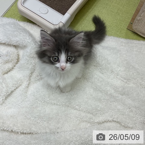 千葉県のサイベリアン (ペットプラス 成田店/2026年2月28日生まれ/女の子/ブルータビーホワイト)の子猫の4枚目の画像