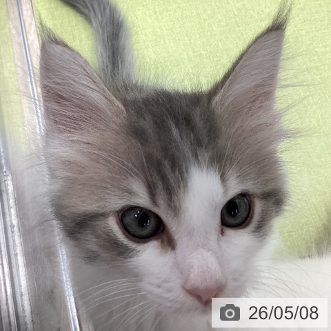 サイベリアンの写真