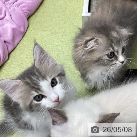 サイベリアンの写真