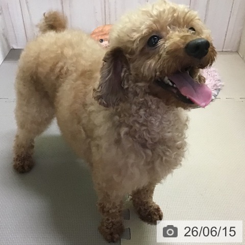 トイ・プードルの詳細情報 | PetPlus パートナードッグ&キャット