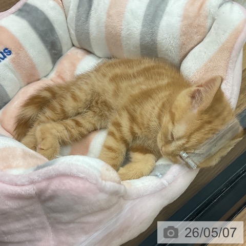 スコティッシュフォールドの写真