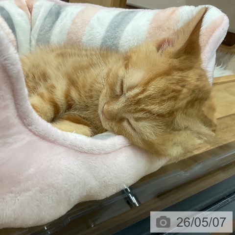 スコティッシュフォールドの写真