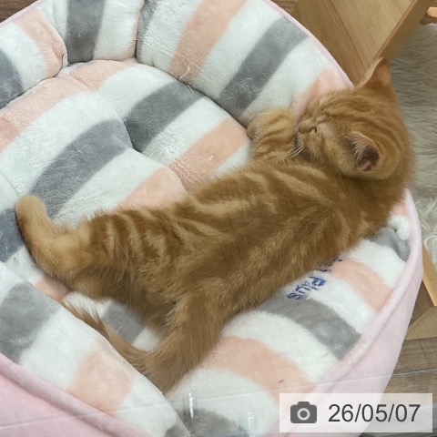 スコティッシュフォールドの写真