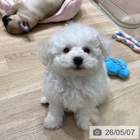 宮城県のビションフリーゼ (ペットプラス 名取店/2026年3月1日生まれ/女の子/ホワイト)の子犬の4枚目の画像